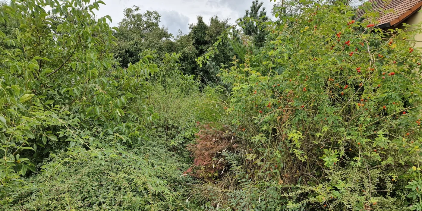 Ein ungepflegter Garten mit viel Grün