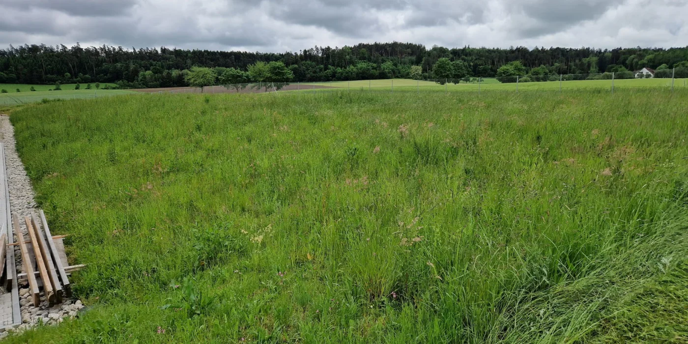 Grüne Wiese mit hohem Gras vor einem Waldstück unter bewölktem Himmel, links am Rand liegen Holzlatten auf einem gepflasterten Weg.