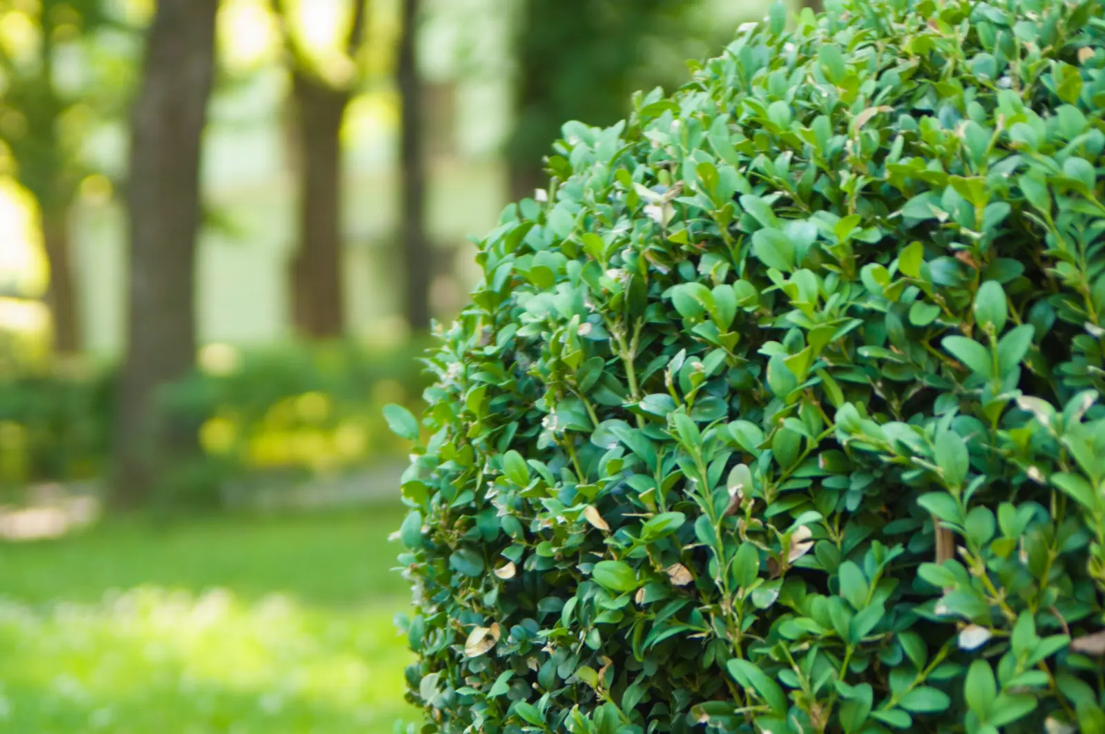 Grünschnitt und Gartenpflege von GHM