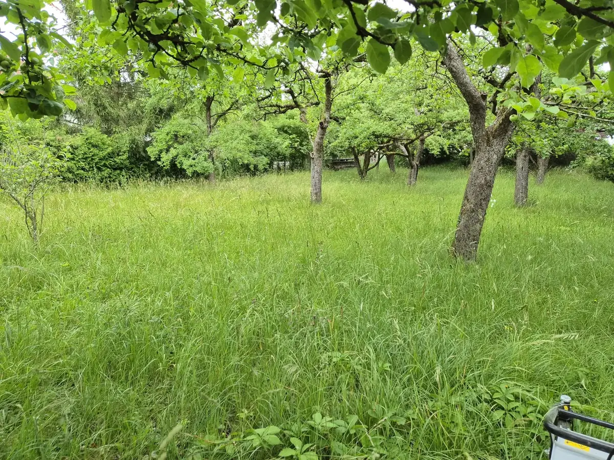 Streuobstwiese mit hohem Gras vor dem Mähen