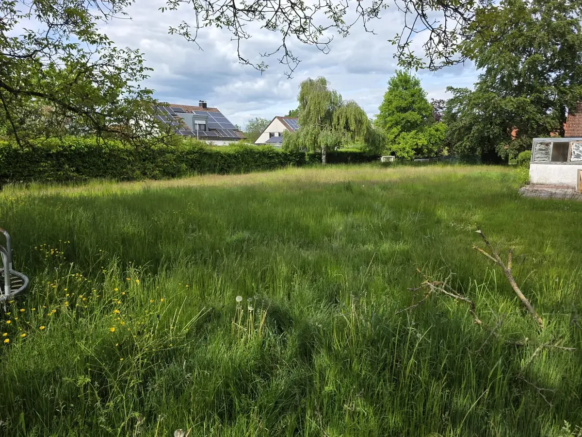 Hohe Wiese vor dem Mähen