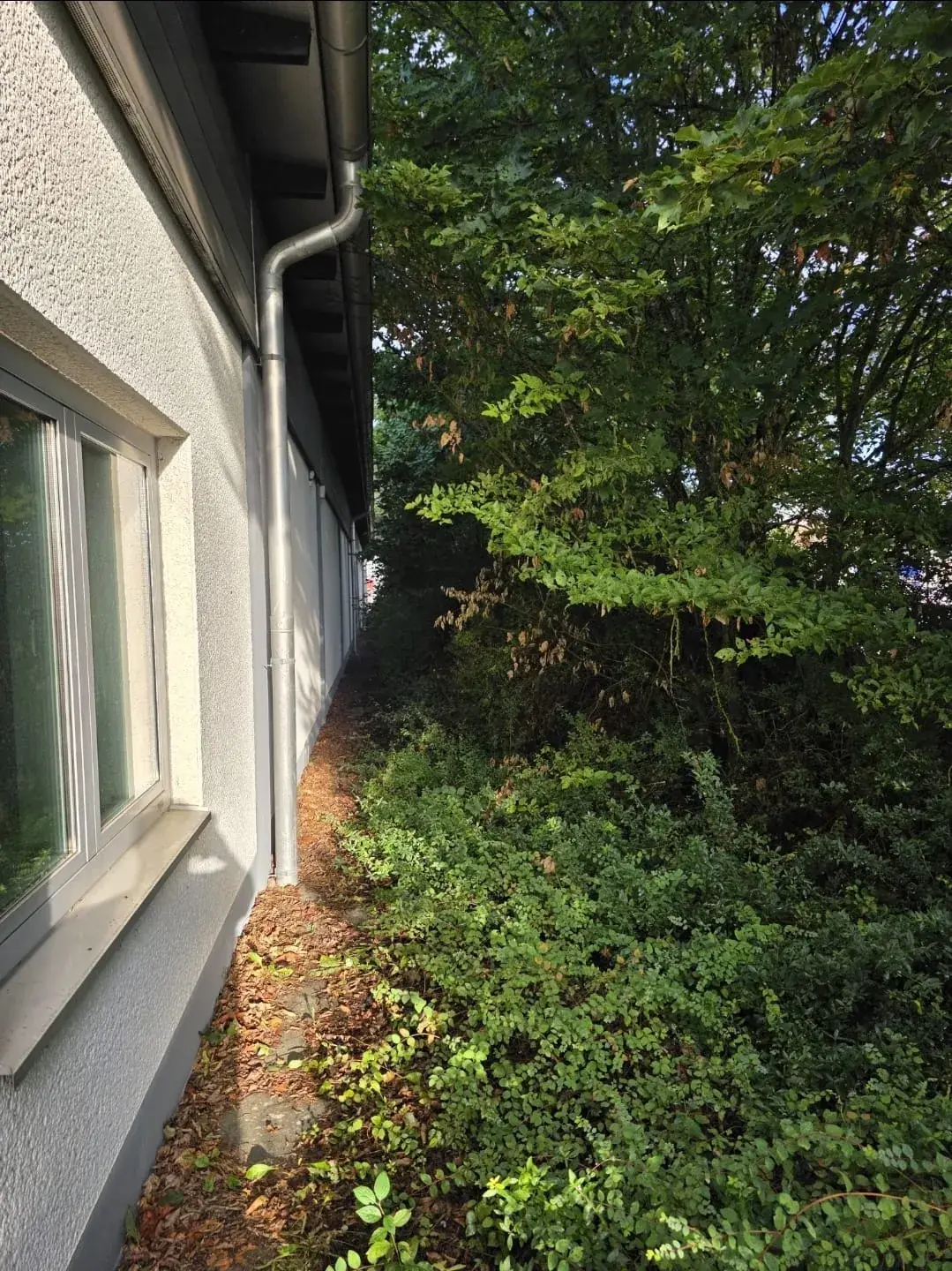 Zugewachsener Grünstreifen an einer Gebäudewand